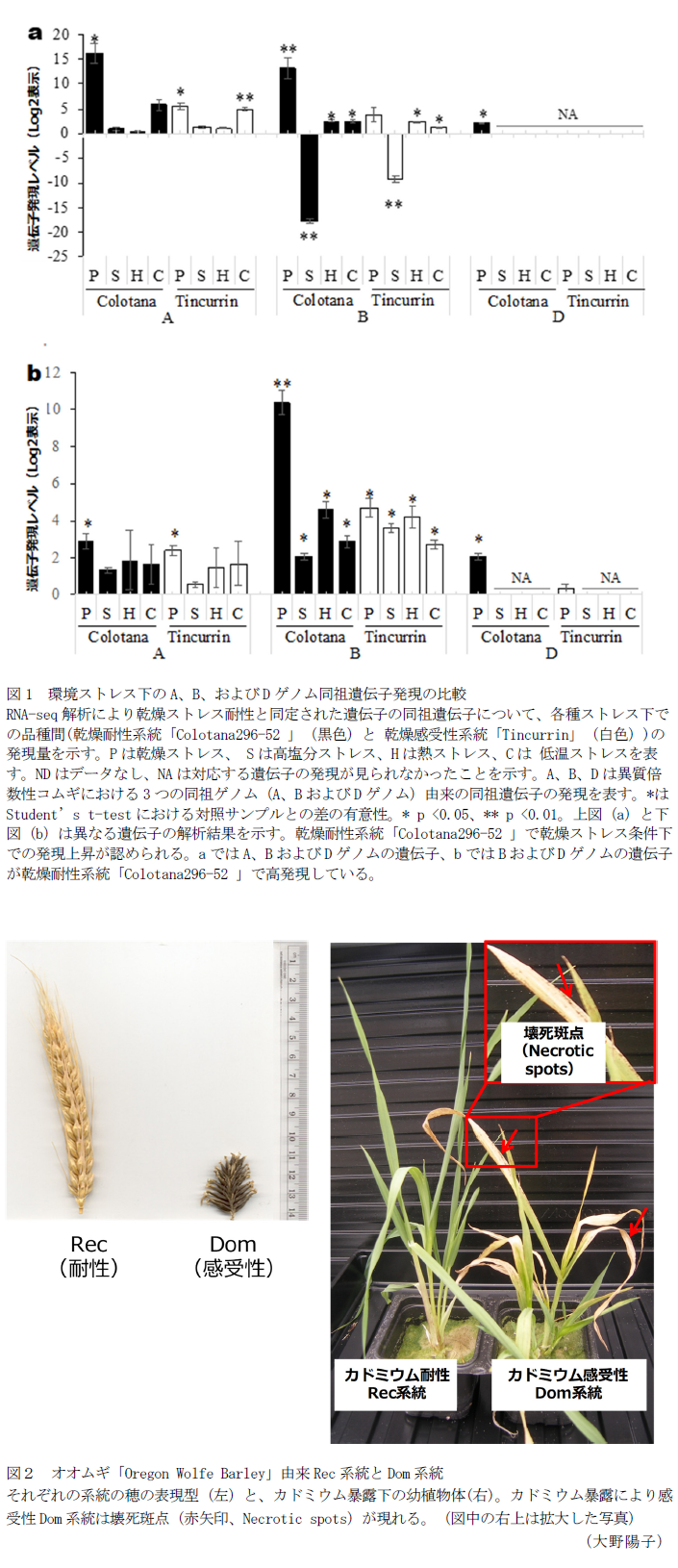 図1 環境ストレス下のA、B、およびDゲノム同祖遺伝子発現の比較,図2 オオムギ「Oregon Wolfe Barley」由来Rec系統とDom系統