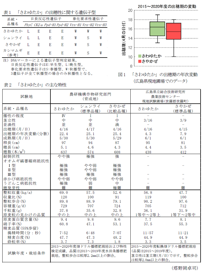 表1 「関東皮98号」の出穂性に関する遺伝子型,図1 「関東皮98号」の出穂期の年次変動,表2 「関東皮98号」の主な特性