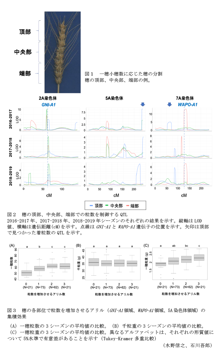 図1 一穂小穂数に応じた穂の分割,図2 穂の頂部、中央部、端部での粒数を制御するQTL,図3 穂の各部位で粒数を増加させるアリル(GNI-A1領域、WAPO-A1領域、5A染色体領域)の集積効果