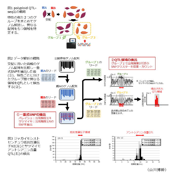 図1 polyploid QTL-seq法の概略,図2 データ解析の概略,図3 ジャガイモシストセンチュウ抵抗性遺伝子H1(左)とサツマイモアントシアニン含量QTL(右)の検出