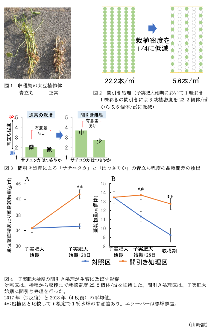 図1 収穫期の大豆植物体,図2 間引き処理,図3 間引き処理による「サチユタカ」と「はつさやか」の青立ち程度の品種間差の検出,図4 子実肥大始期の間引き処理が生育に及ぼす影響