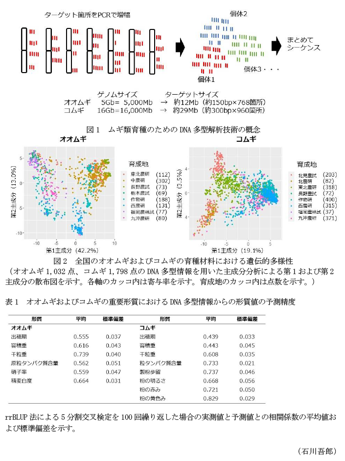 図1 ムギ類育種のためのDNA多型解析技術の概念,図2 全国のオオムギおよびコムギの育種材料における遺伝的多様性,表1 オオムギおよびコムギの重要形質におけるDNA多型情報からの形質値の予測精度