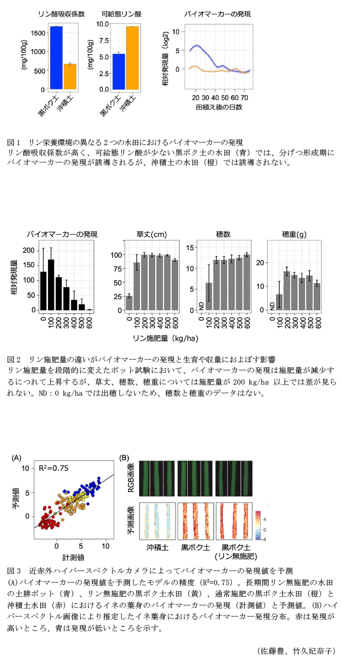 図1 リン栄養環境の異なる2つの水田におけるバイオマーカーの発現,図2 リン施肥量の違いがバイオマーカーの発現と生育や収量におよぼす影響,図3 近赤外ハイパースペクトルカメラによってバイオマーカーの発現値を予測