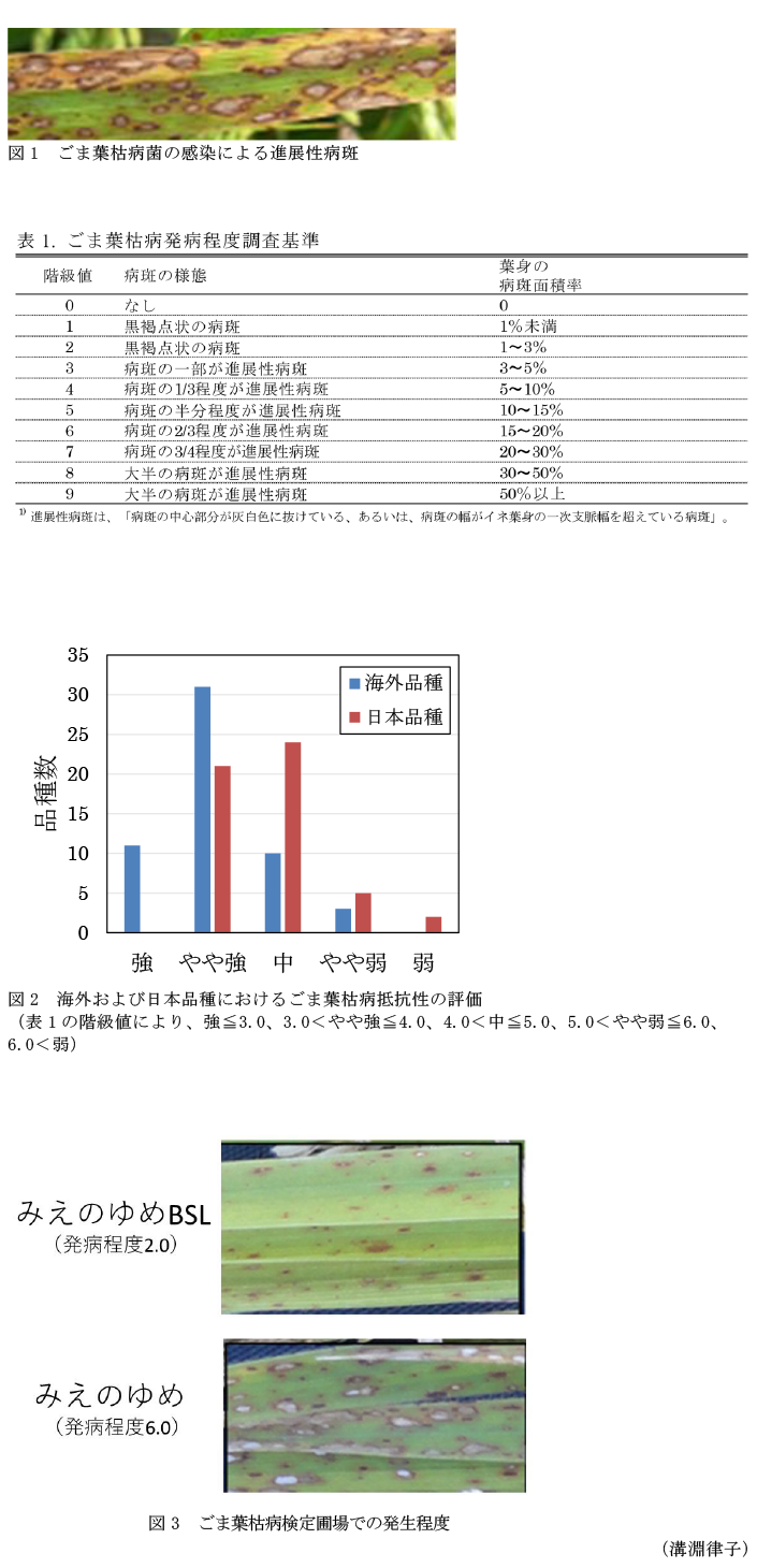 図1 ごま葉枯病菌の感染による進展性病斑,表1 ごま葉枯病発病程度調査基準,図2 海外および日本品種におけるごま葉枯病抵抗性の評価,図3 ごま葉枯病検定圃場での発生程度