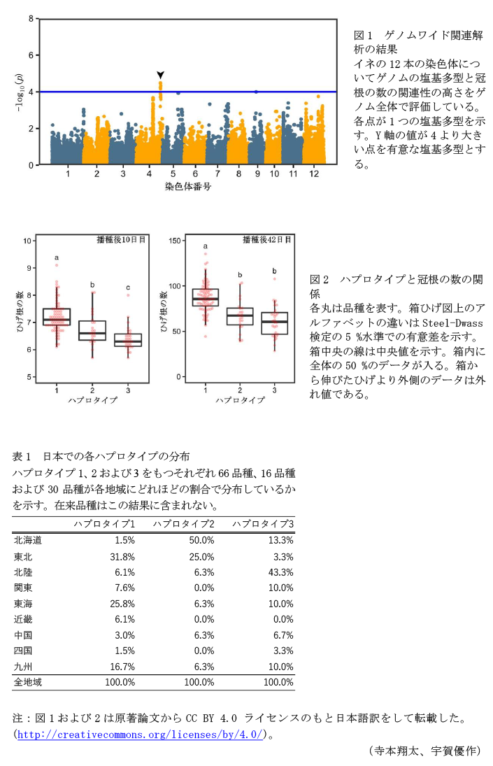 図1 ゲノムワイド関連解析の結果,図2 ハプロタイプと冠根の数の関係,表1 日本での各ハプロタイプの分布