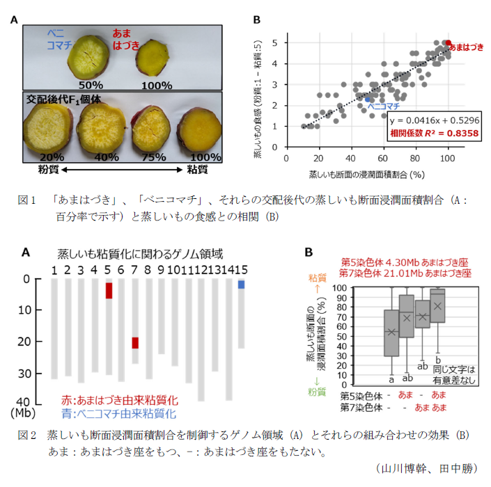図1 「あまはづき」、「ベニコマチ」、それらの交配後代の蒸しいも断面浸潤面積割合(A:百分率で示す)と蒸しいもの食感との相関(B),図2 蒸しいも断面浸潤面積割合を制御するゲノム領域(A)とそれらの組み合わせの効果(B)