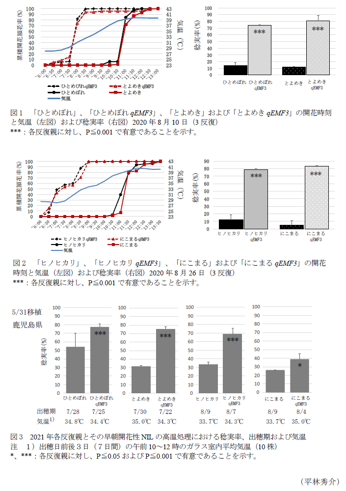 図1 「ひとめぼれ」、「ひとめぼれqEMF3」、「とよめき」および「とよめきqEMF3」の開花時刻と気温(左図)および稔実率(右図)2020年8月10日(3反復),図2 「ヒノヒカリ」、「ヒノヒカリqEMF3」、「にこまる」および「にこまるqEMF3」の開花時刻と気温(左図)および稔実率(右図)2020年8月26日(3反復),図3 2021年各反復親とその早朝開花性NILの高温処理における稔実率、出穂期および気温