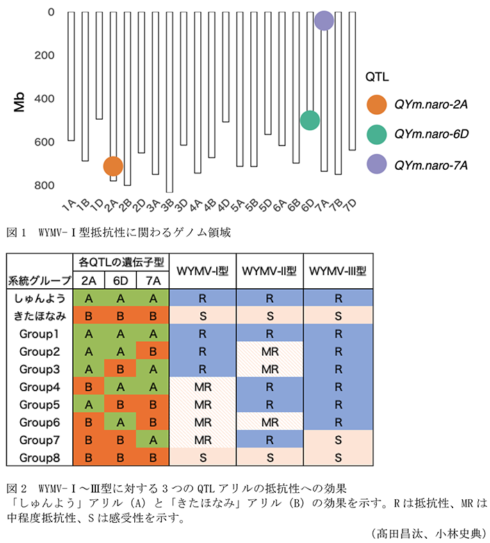 図1 WYMV-I型抵抗性に関わるゲノム領域,図2 WYMV-I~III型に対する3つのQTLアリルの抵抗性への効果