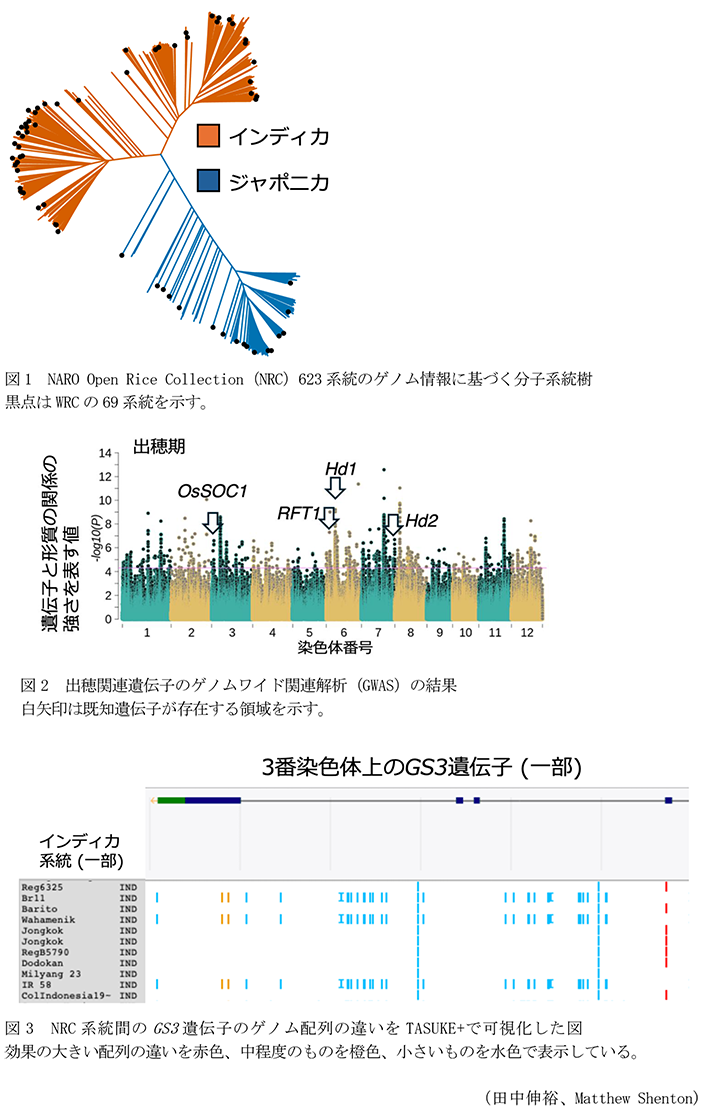 図1 NARO Open Rice Collection(NRC)623系統のゲノム情報に基づく分子系統樹,図2 出穂関連遺伝子のゲノムワイド関連解析(GWAS)の結果,図3 NRC系統間のGS3遺伝子のゲノム配列の違いをTASUKE+で可視化した図