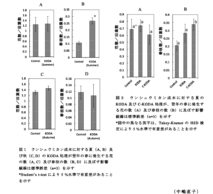 図1 ウンシュウミカン成木に対する夏(A,B)及び秋(C,D)のKODA処理が翌年の春に発生する花の数(A,C)及び春枝の数(B,D)に及ぼす影響?図2 ウンシュウミカン成木に対する夏のKODA及びC-KODA処理が、翌年の春に発生する花の数(A)及び春枝の数(B)に及ぼす影響