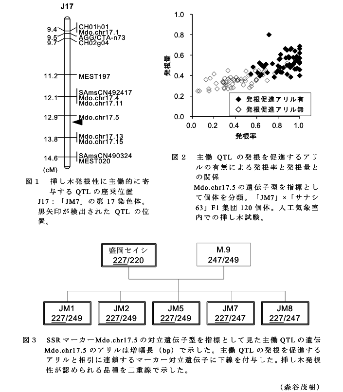 図1 挿し木発根性に主働的に寄与するQTLの座乗位置?図2 主働QTLの発根を促進するアリルの有無による発根率と発根量との関係?図3 SSRマーカーMdo.chr17.5の対立遺伝子型を指標として見た主働QTLの遺伝