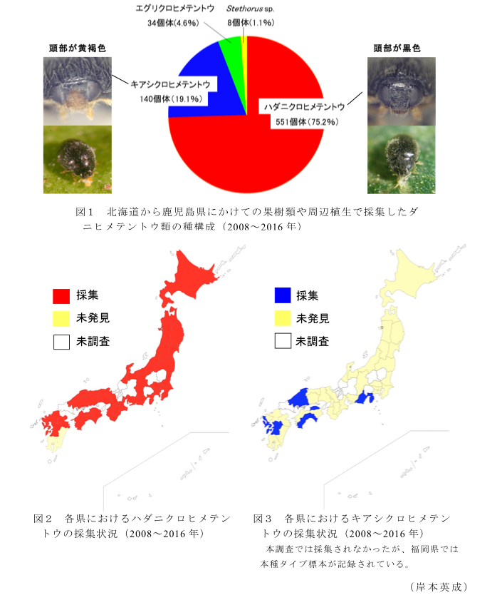 図1 北海道から鹿児島県にかけての果樹類や周辺植生で採集したダニヒメテントウ類の種構成(2008~2016年)?図2 各県におけるハダニクロヒメテントウの採集状況(2008~2016年)?図3 各県におけるキアシクロヒメテントウの採集状況(2008~2016年)