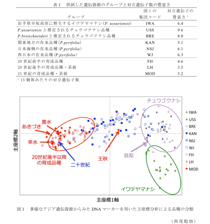 表1 供試した遺伝資源のグループと対立遺伝子数の豊富さ?図1 多様なアジア遺伝資源からみたDNAマーカーを用いた主座標分析による品種の分類