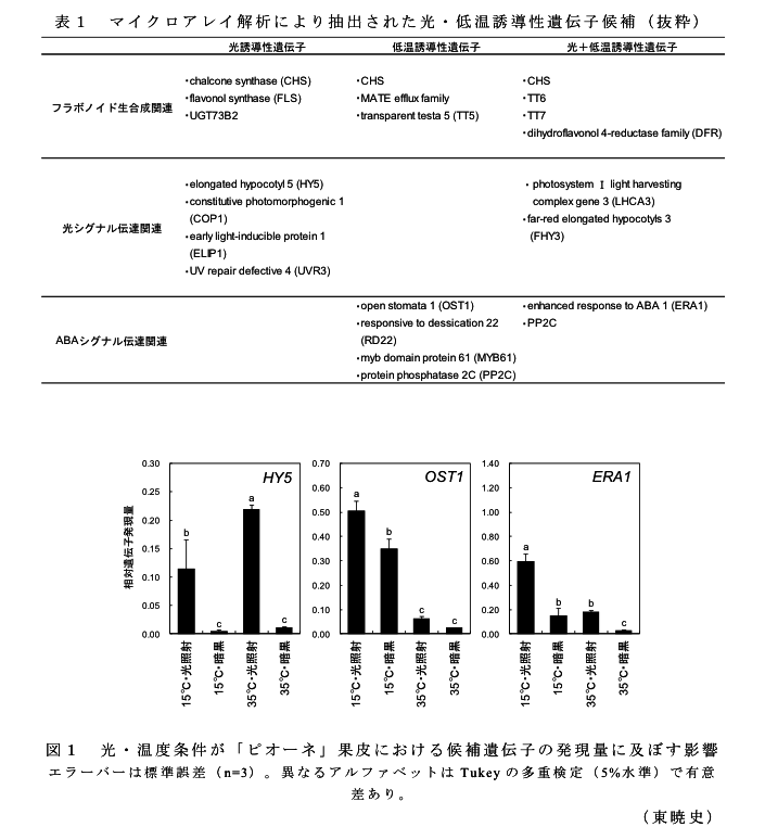 表1 マイクロアレイ解析により抽出された光・低温誘導性遺伝子候補(抜粋)?図1 光・温度条件が「ピオーネ」果皮における候補遺伝子の発現量に及ぼす影響