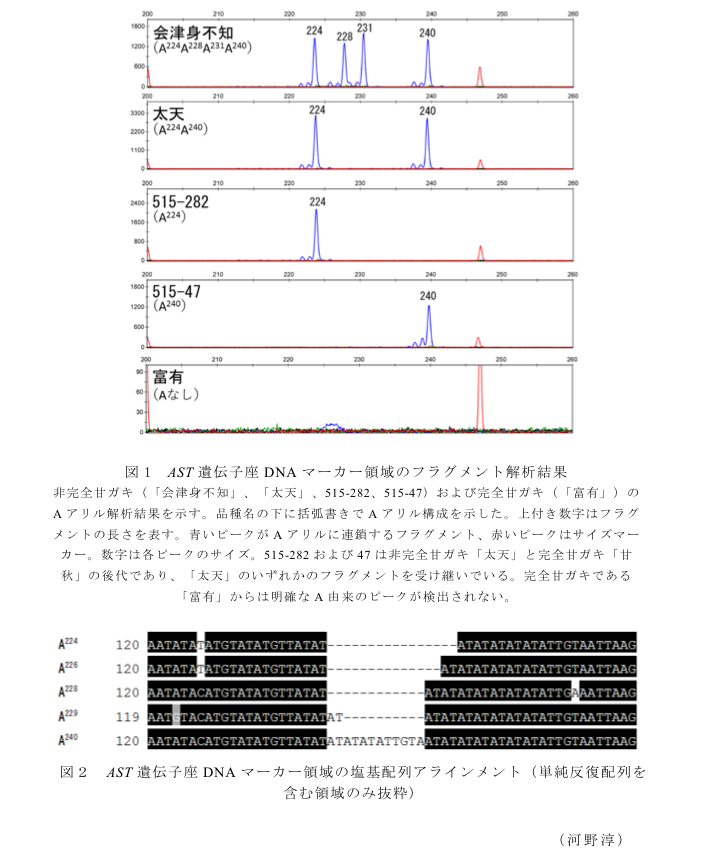 図1 AST遺伝子座DNAマーカー領域のフラグメント解析結果?図2 AST遺伝子座DNAマーカー領域の塩基配列アラインメント(単純反復配列を含む領域のみ抜粋)