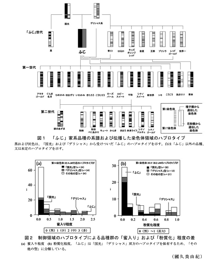 図1 「ふじ」家系品種の系譜および伝播した染色体領域のハプロタイプ?図2 制御領域のハプロタイプによる品種群の「蜜入り」および「粉質化」程度の差