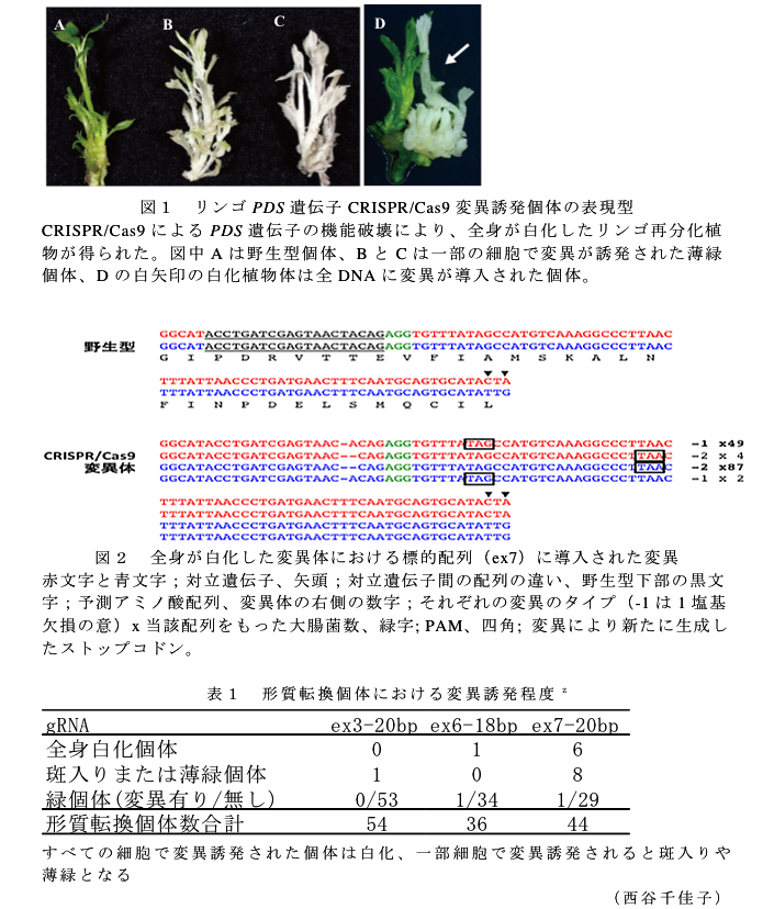 図1 リンゴPDS遺伝子CRISPR/Cas9変異誘発個体の表現型?図2 全身が白化した変異体における標的配列(ex7)に導入された変異?表1 形質転換個体における変異誘発程度z