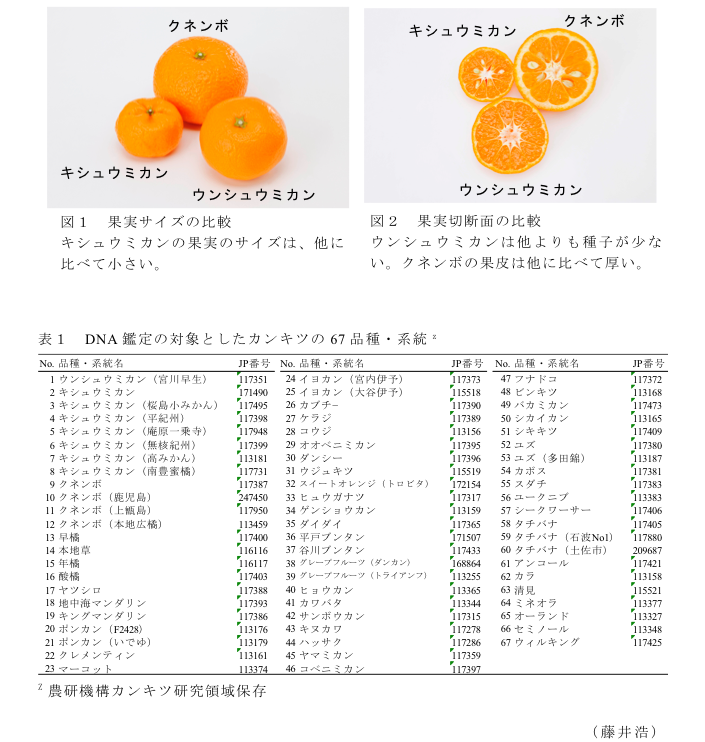 図1 果実サイズの比較?図2 果実切断面の比較?表1 DNA鑑定の対象としたカンキツの67品種・系統