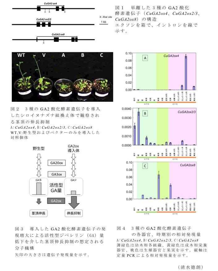 図1 単離した3種のGA2酸化酵素遺伝子(CuGA2ox4、CuGA2ox2/3、CuGA2ox8)の構造?図2 3種のGA2酸化酵素遺伝子を導入したシロイヌナズナ組換え体で観察される茎頂の伸長抑制?図3 導入したGA2酸化酵素遺伝子の発現増大による活性型ジベレリン(GA)量低下を介した茎頂伸長抑制の想定される分子機構?図4 3種のGA2酸化酵素遺伝子の各器官、時期別の相対発現量