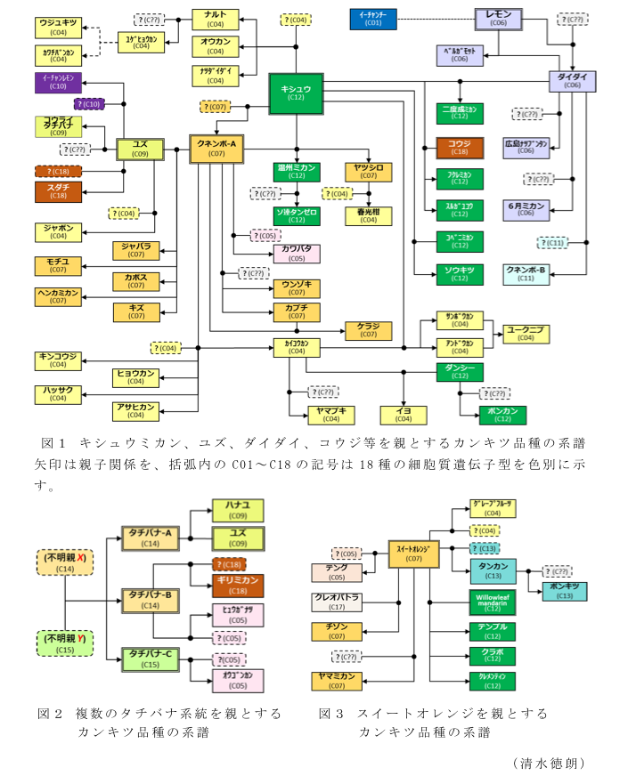 図1 キシュウミカン、ユズ、ダイダイ、コウジ等を親とするカンキツ品種の系譜?図2 複数のタチバナ系統を親とするカンキツ品種の系譜?図3 スイートオレンジを親とするカンキツ品種の系譜