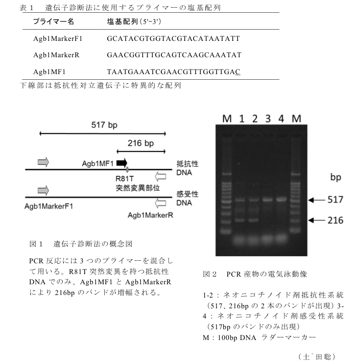 表1 遺伝子診断法に使用するプライマーの塩基配列?図1 遺伝子診断法の概念図?図2 PCR産物の電気泳動像 