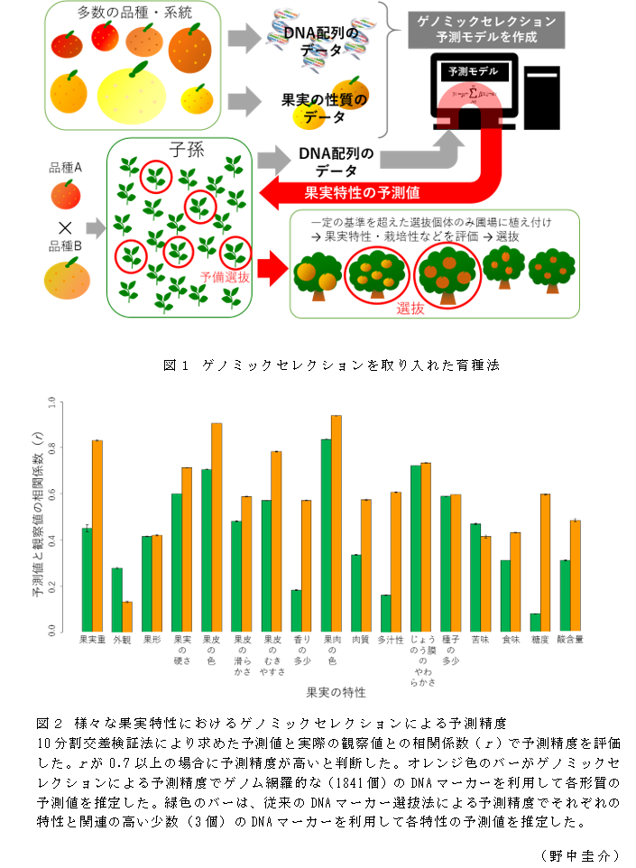 図1 ゲノミックセレクションを取り入れた育種法;図2 様々な果実特性におけるゲノミックセレクションによる予測精度