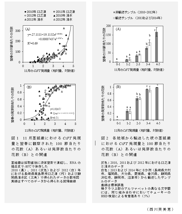 図1 11月茎組織におけるCiFT発現量と翌春に観察された100節当たりの花数(A)あるいは発芽数当たりの花数(B)との関連;図2 各地域から輸送した枝の茎組織におけるCiFT発現量と100節当たりの花数(A)あるいは発芽数当たりの花数(B)との関連