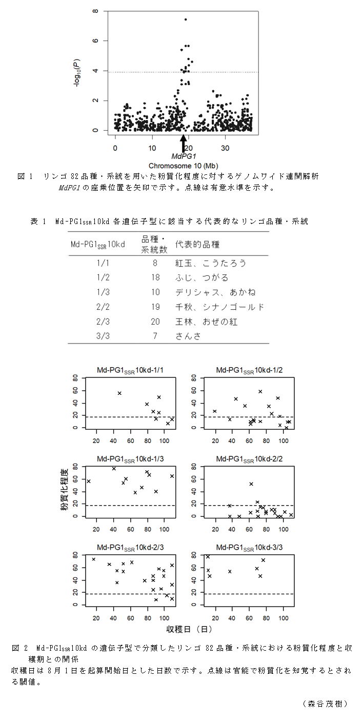 図1 リンゴ82品種・系統を用いた粉質化程度に対するゲノムワイド連関解析;表1 Md-PG1SSR10kd各遺伝子型に該当する代表的なリンゴ品種・系統;図2 Md-PG1SSR10kdの遺伝子型で分類したリンゴ82品種・系統における粉質化程度と収穫期との関係