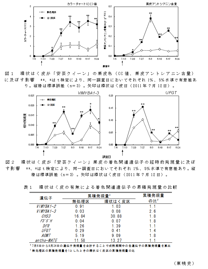 図1 環状はく皮が「安芸クイーン」の果皮色(CC値、果皮アントシアニン含量)に及ぼす影響;図2 環状はく皮が「安芸クイーン」果皮の着色関連遺伝子の経時的発現量に及ぼす影響;表1 環状はく皮の有無による着色関連遺伝子の累積発現量の比較