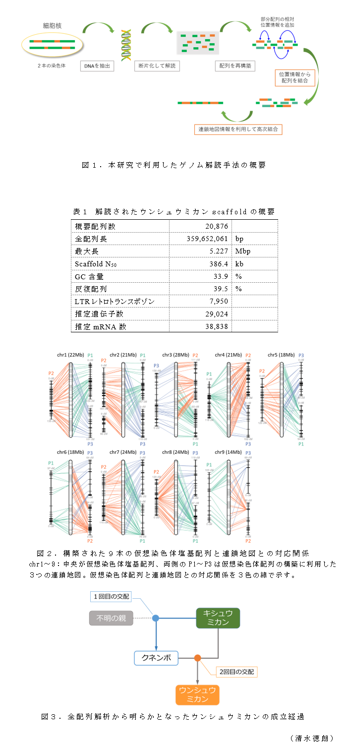 図1.本研究で利用したゲノム解読手法の概要;表1 解読されたウンシュウミカンscaffoldの概要;図2.構築された9本の仮想染色体塩基配列と連鎖地図との対応関係;図3.全配列解析から明らかとなったウンシュウミカンの成立経過