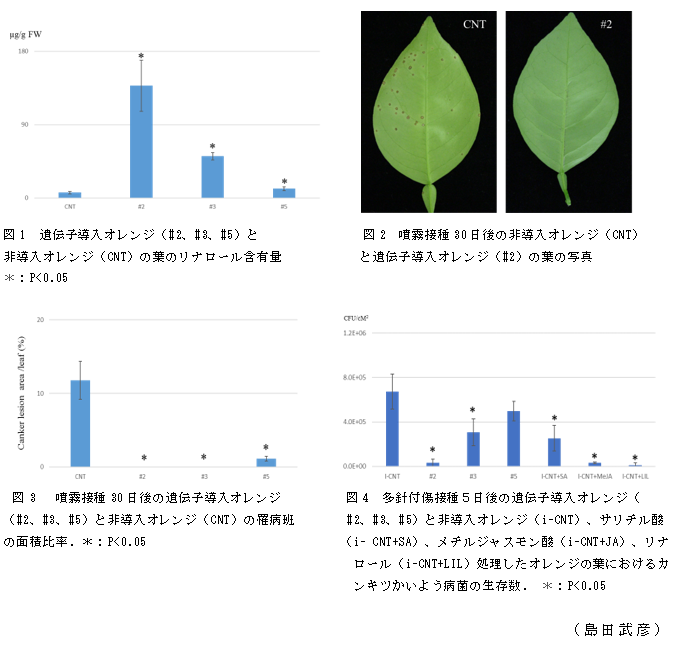 図1 遺伝子導入オレンジ(#2、#3、#5)と非導入オレンジ(CNT)の葉のリナロール含有量;図2 噴霧接種30日後の非導入オレンジ(CNT)と遺伝子導入オレンジ(#2)の葉の写真;図3  噴霧接種30日後の遺伝子導入オレンジ(#2、#3、#5)と非導入オレンジ(CNT)の罹病班の面積比率;図4 多針付傷接種5日後の遺伝子導入オレンジ