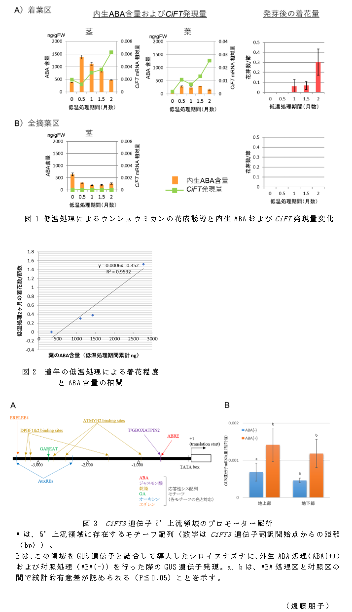 図1 低温処理によるウンシュウミカンの花成誘導と内生ABAおよびCiFT発現量変化;図2 連年の低温処理による着花程度とABA含量の相関;図3 CiFT3遺伝子5'上流領域のプロモーター解析