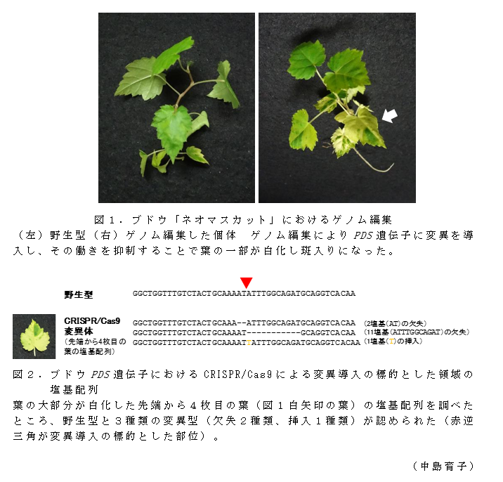 図1.ブドウ「ネオマスカット」におけるゲノム編集;図2.ブドウPDS遺伝子におけるCRISPR/Cas9による変異導入の標的とした領域の塩基配列