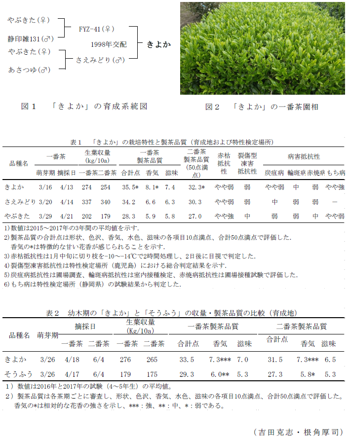 図1 「きよか」の育成系統;図2 「きよか」の一番茶園相;表1 「きよか」の栽培特性と製茶品質(育成地および特性検定場所);表2 幼木期の「きよか」と「そうふう」の収量・製茶品質の比較(育成地)