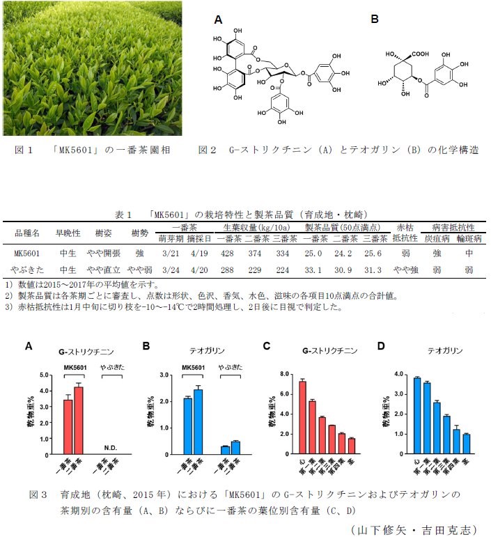 図1 MK5601の一番茶園相;図2 G-ストリクチニン(A)とテオガリン(B)の化学構造;図3 育成地(2015年)におけるMK5601のG-ストリクチニンおよびテオガリンの茶期別の含有量(A、B)ならびに一番茶の葉位別含有量(C、D);表1 「MK5601」の栽培特性と製茶品質(育成地・枕崎)