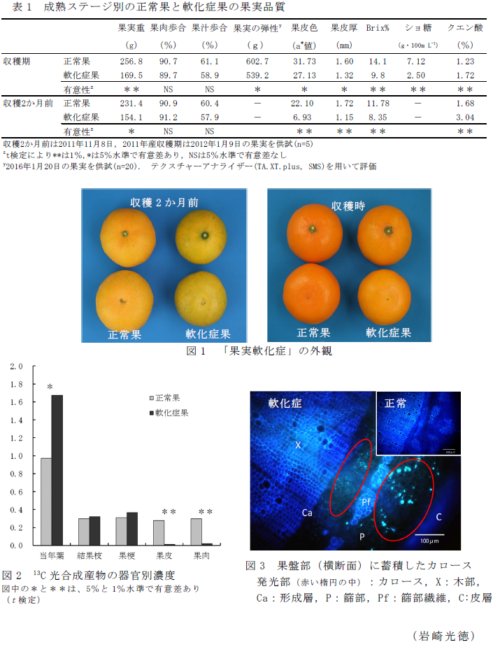 表1 成熟ステージ別の正常果と軟化症果の果実品質,図1 「果実軟化症」の外観,図2 13C光合成産物の器官別濃度,図3 果盤部(横断面)に蓄積したカロース 発光部(赤い楕円の中):カロース,X:木部,Ca:形成層,P:篩部,Pf:篩部繊維,C:皮層