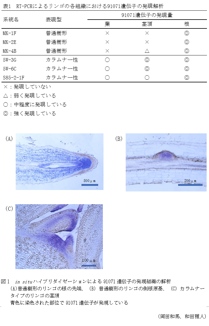 表1 RT-PCRによるリンゴの各組織における91071遺伝子の発現解析,図1 in situハイブリダイゼーションによる91071遺伝子の発現組織の解析 (A)普通樹形のリンゴの根の先端、(B)普通樹形のリンゴの側根原基、(C)カラムナータイプのリンゴの茎頂