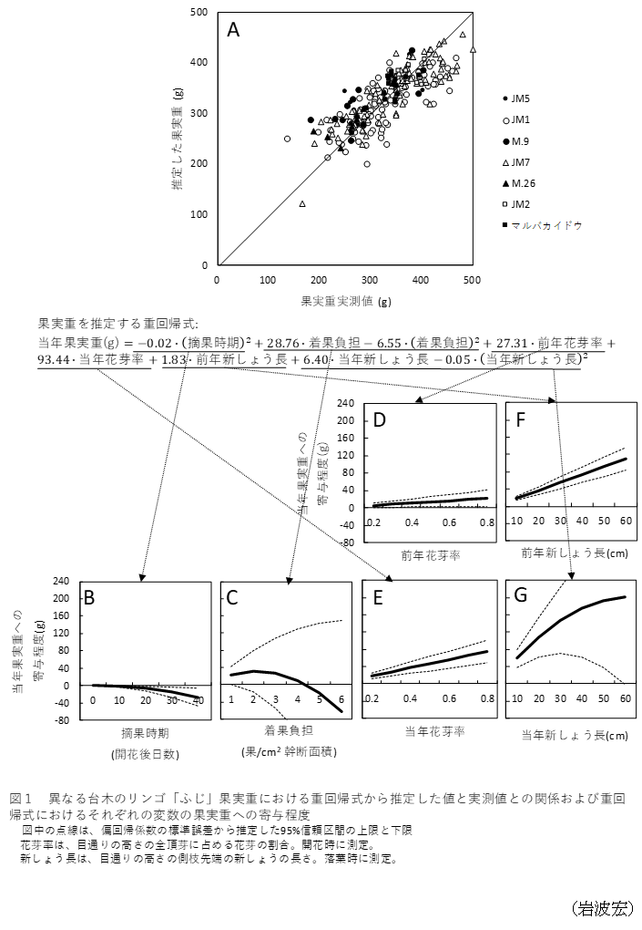 図1 異なる台木のリンゴ「ふじ」果実種における重回帰式から推定した値と実測値との関係および重回帰式におけるそれぞれの変数の果実種への寄与程度