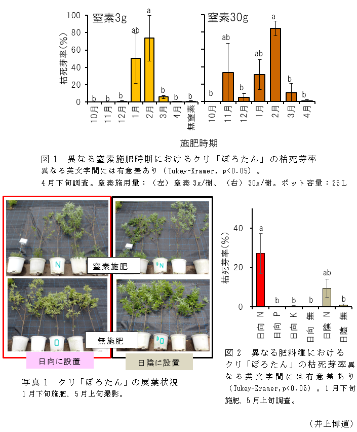 図1 異なる窒素施肥時期におけるクリ「ぽろたん」の枯死芽率,図2 異なる肥料種におけるクリ「ぽろたん」の枯死芽率,写真1 クリ「ぽろたん」の展葉状況