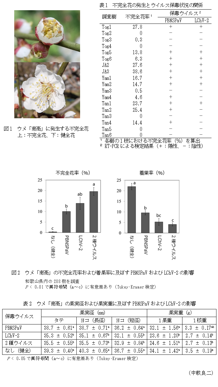 図1 ウメ「南高」に発生する不完全花 上:不完全花、下:健全花,表1 不完全花の発生とウイルス保毒状況の関係,図2 ウメ「南高」の不完全花率および着果率に及ぼすPBNSPaVおよびLChV-2の影響,表2 ウメ「南高」の果実径および果実重に及ぼすPBNSPaVおよびLChV-2の影響