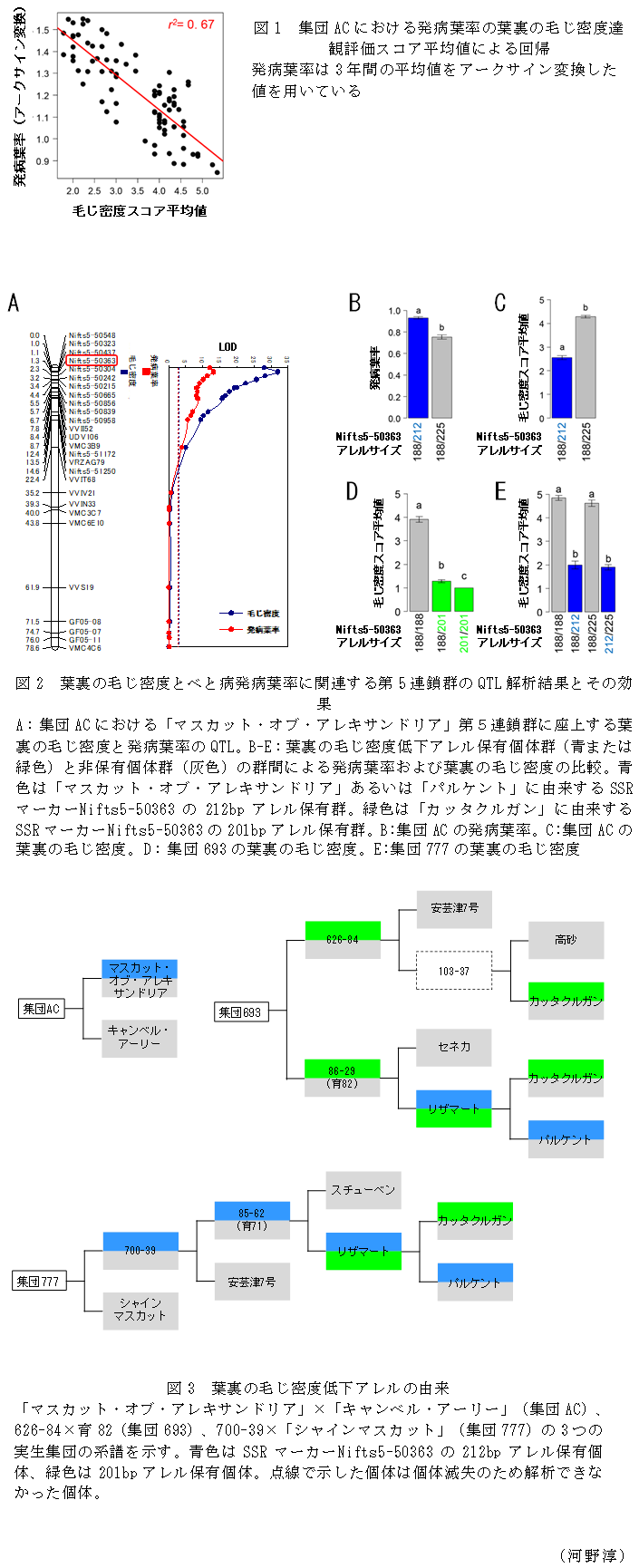 図1 集団ACにおける発病葉率の葉裏の毛じ密度達観評価スコア平均値による回帰,図2 葉裏の毛じ密度とべと病発病葉率に関連する第5連鎖群のQTL解析結果とその効果,図3 葉裏の毛じ密度低下アレルの由来