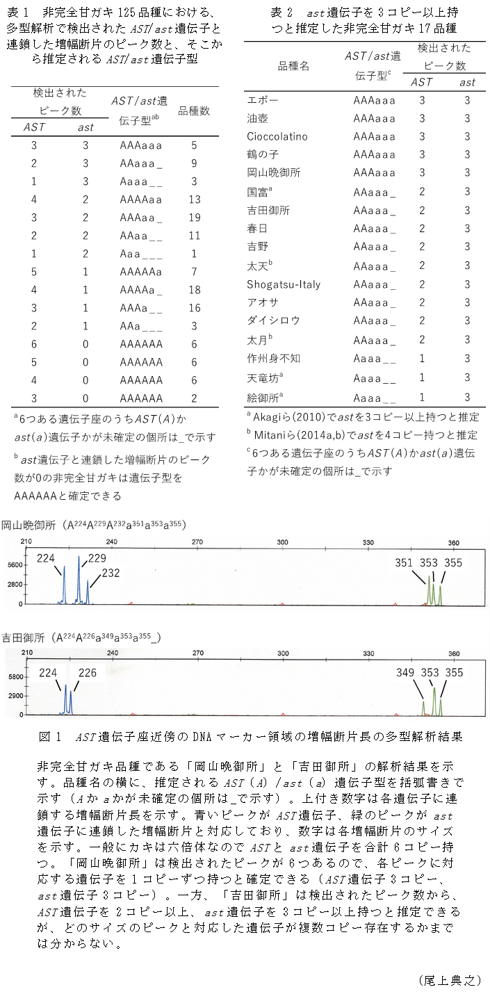表1 非完全甘ガキ125品種における、多型解析で検出されたAST/ast遺伝子と連鎖した増幅断片のピーク数と、そこから推定されるAST/ast遺伝子型,表2 ast遺伝子を3コピー以上持つと推定した非完全甘ガキ17品種,図1 AST遺伝子座近傍のDNAマーカー領域の増幅断片長の多型解析結果