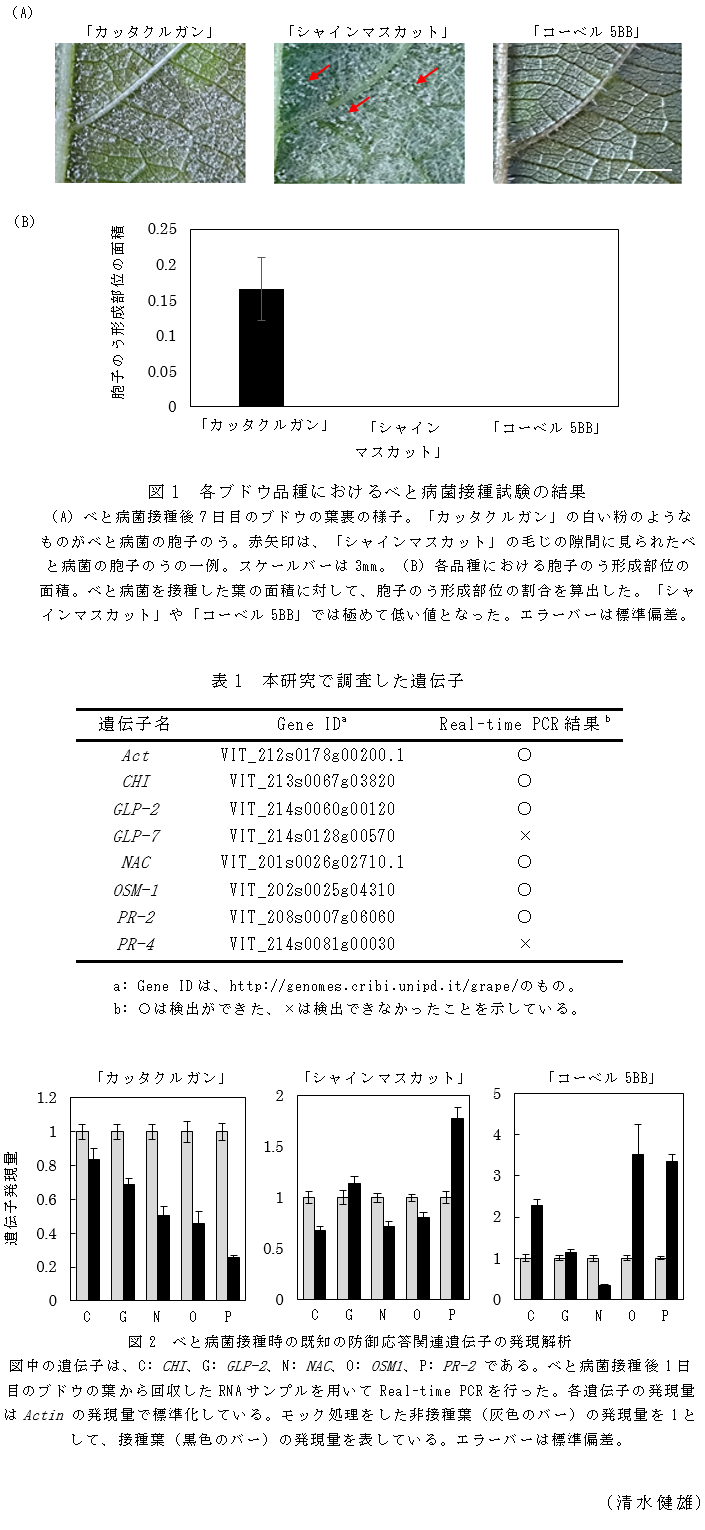 図1 各ブドウ品種におけるべと病菌接種試験の結果,表1 本研究で調査した遺伝子,図2 べと病菌接種時の既知の防御応答関連遺伝子の発現解析