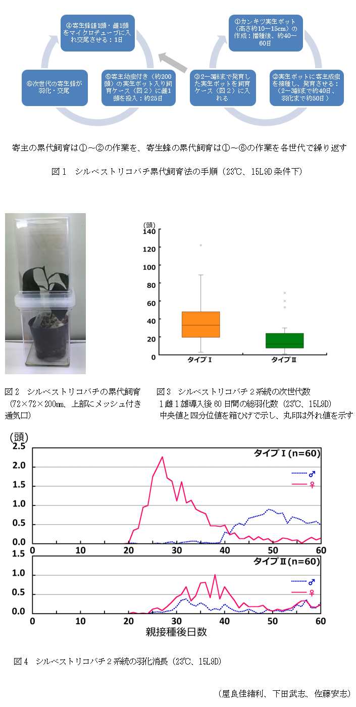 図1 シルベストリコバチ累代飼育法の手順(23℃、15L9D条件下),図2 シルベストリコバチの累代飼育(72×72×200mm、上部にメッシュ付き通気口),図3 シルベストリコバチ2系統の次世代数 1雌1雄導入後60日間の総羽化数(23℃、15L9D) 中央値と四分位値を箱ひげで示し、丸印は外れ値を示す,図4 シルベストリコバチ2系統の羽化消長(23℃、15L9D)