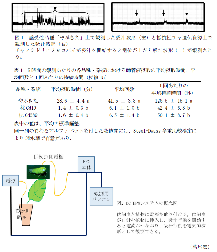 図1 感受性品種「やぶきた」上で観測した吸汁波形(左)と抵抗性チャ遺伝資源上で
観測した吸汁波形(右)
,表1 5時間の観測あたりの各品種・系統における師管液摂取の平均摂取時間、平均回数と1回あたりの持続時間(反復15),図2  DC EPGシステムの概念図