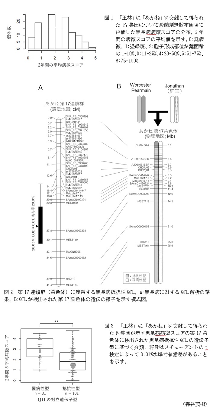 図1 「王林」に「あかね」を交雑して得られたF1集団について殺菌剤無散布圃場で評価した黒星病病徴スコアの分布,図2 第17連鎖群(染色体)に座乗する黒星病抵抗性QTL,図3 「王林」に「あかね」を交雑して得られたF1集団が示す黒星病病徴スコアの第17染色体に検出された黒星病抵抗性QTLの遺伝子型に基づく分類