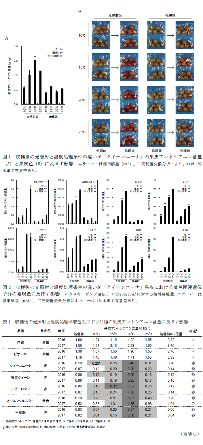 図1 収穫後の光照射と温度処理条件の違いが「クイーンニーナ」の果皮アントシアニン含量(A)と果皮色(B)に及ぼす影響,図2 収穫後の光照射と温度処理条件の違いが「クイーンニーナ」果皮における着色関連遺伝子群の発現量に及ぼす影響,表1 収穫後の光照射と温度処理が着色系ブドウ品種の果皮アントシアニン含量に及ぼす影響