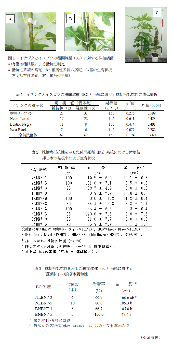 図1 イチジクとイヌビワの種間雑種(BC1)に対する株枯病菌の有傷接種試験による抵抗性判定,表1 イチジクとイヌビワの種間雑種(BC1)系統における株枯病抵抗性の遺伝解析,表2 株枯病抵抗性を示した種間雑種(BC1)系統における休眠枝挿し木の発根率および生育状況,表3 株枯病抵抗性を示した種間雑種(BC1)系統に対する「蓬莱柿」の接ぎ木親和性