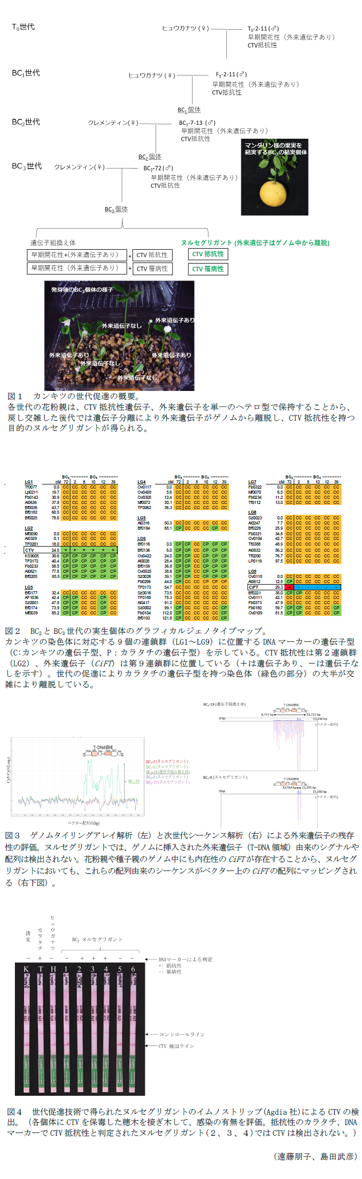 図1 カンキツの世代促進の概要,図2 BC2とBC3世代の実生個体のグラフィカルジェノタイプマップ,図3 ゲノムタイリングアレイ解析(左)と次世代シーケンス解析(右)による外来遺伝子の残存性の評価,図4 世代促進技術で得られたヌルセグリガントのイムノストリップ(Agdia社)によるCTVの検出