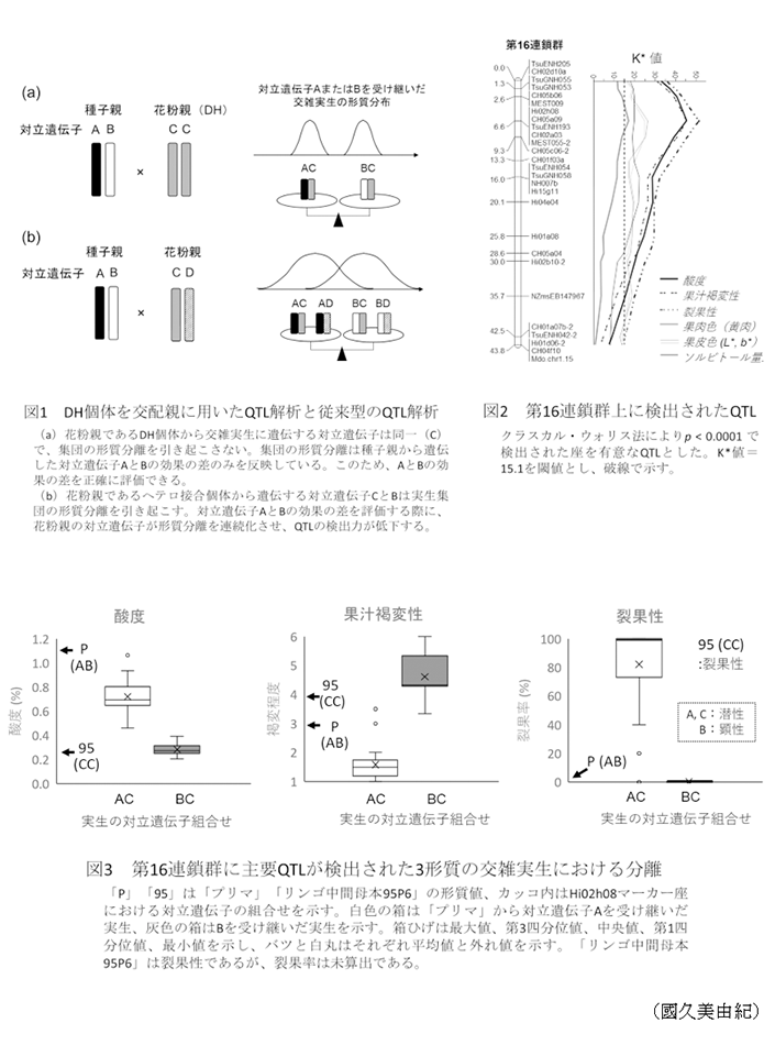 図1 DH個体を交配親に用いたQTL解析と従来型のQTL解析 (a)花粉親であるDH団体から交雑実生に遺伝する対立遺伝子は同一(C) で、集団の形質分離を引き起こさない,図2 第16連鎖群上に検出されたQTL クラスカル・ウォリス法によりp<0.0001 で 検出された座を有意なQTLとした,図3 第16連鎖群に主要QTLが検出された3形質の交雑実生における分離